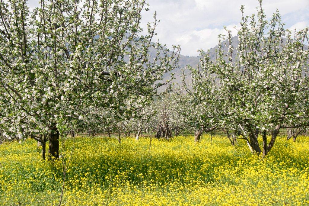 shutterstock_101961685-apple-garden-blossom-with-rapeseed-flower-on-the-ground-pahalgam-jammu-and-kashmir-india