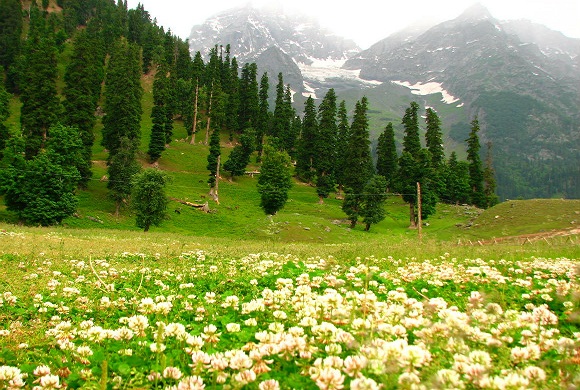 gulmarg-in-summer-1