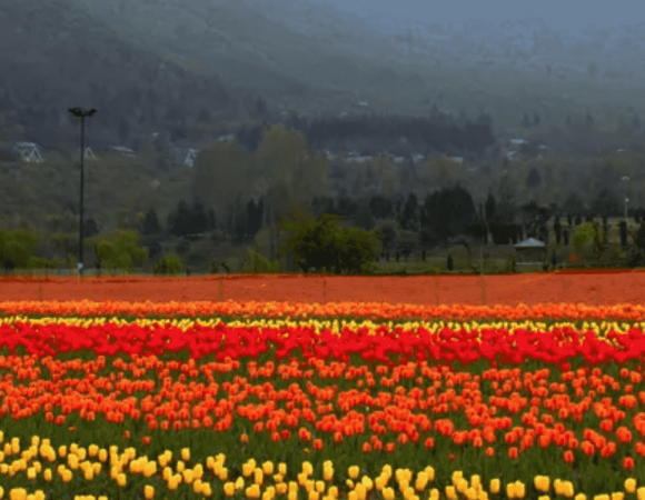 TULIP GARDEN IN SRINAGAR