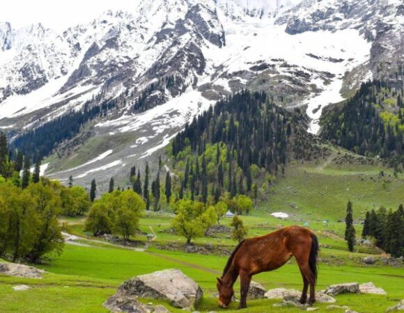 KASHMIR BUDGET TOUR PACKAGE ( 7 NIGHTS & 8 DAYS )