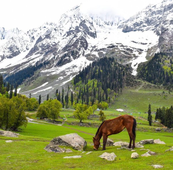 KASHMIR BUDGET TOUR PACKAGE ( 7 NIGHTS & 8 DAYS )