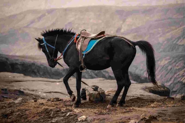 Horse Riding in pahalgam in Kashmirhills.com