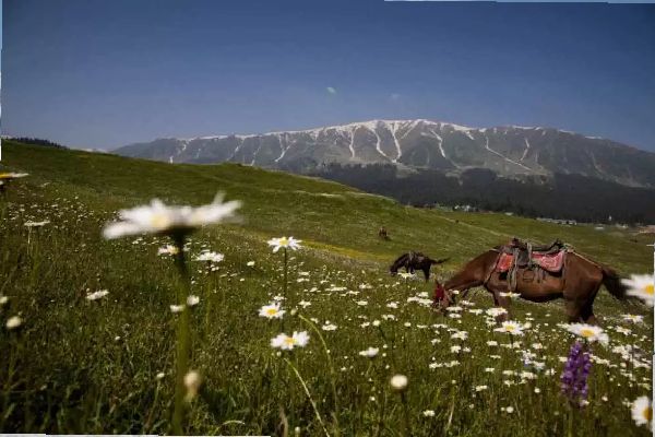 Khilanmarg – Gulmarg Kashmirhills.com