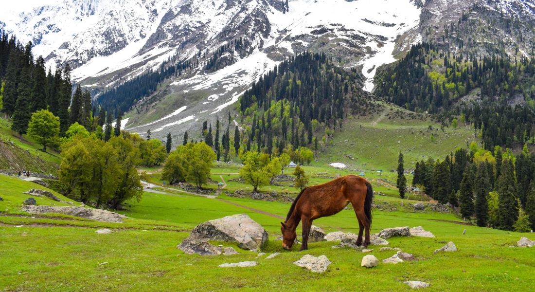 Lien Marg Gulmarg Kashmirhills.com