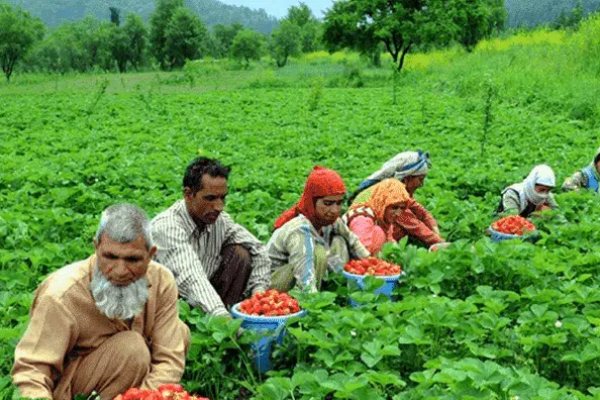 Strawberry Valley – Gulmarg Kashmirhills.com