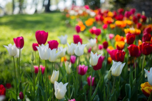 Tulip garden Kashmirhills.com