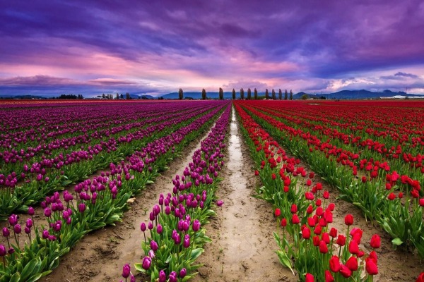 Tulip garden Kashmirhills.com