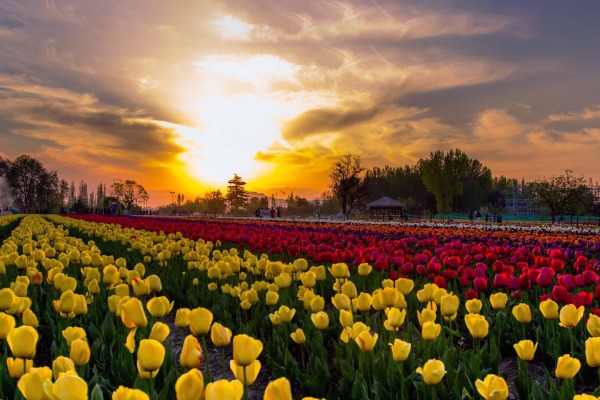 Tulip garden Kashmirhills.com