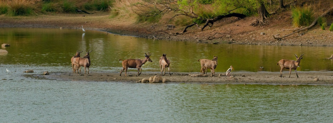 Wildlife in Pahalgam  kashmirhills.com
