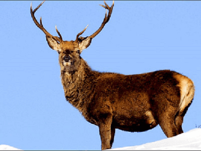 Explore Wildlife in Jammu & Kashmir