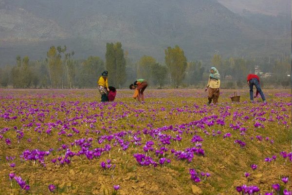 Pampore Market Sonmarg Kashmirhills.com